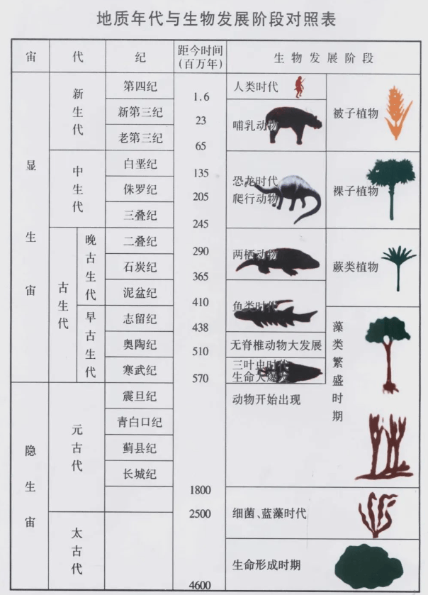 恐龙食物链排行图片