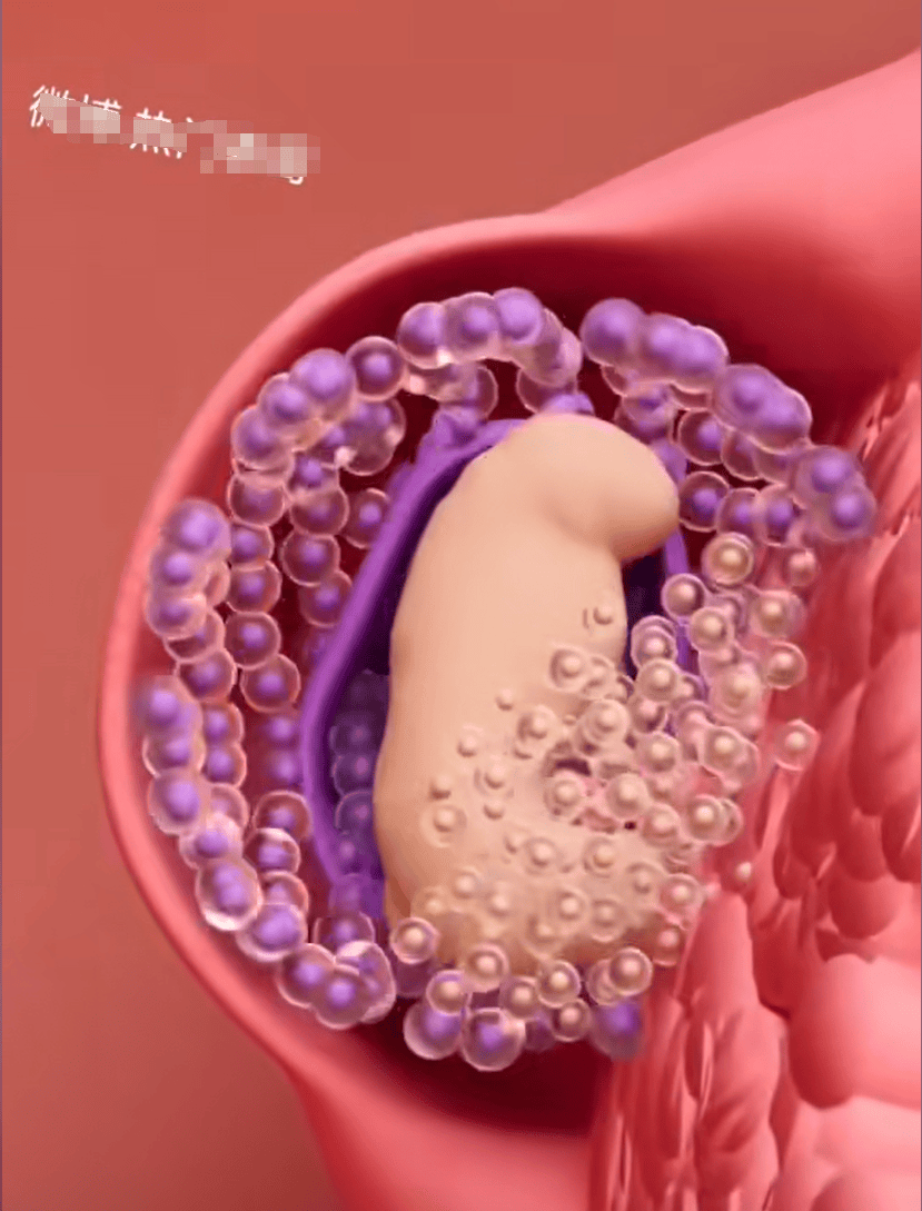 胎儿是怎么受孕着床长大的？一组3D图告诉你