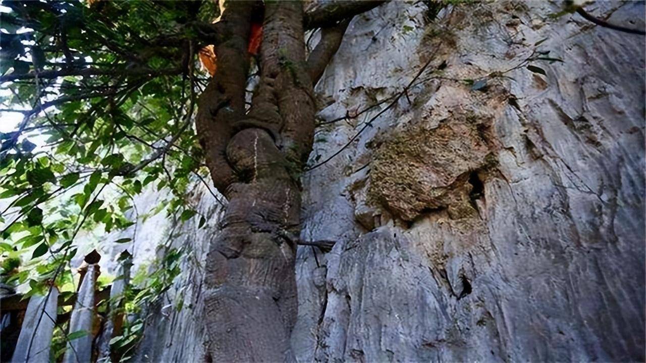 重渡沟千年菩提树简介图片