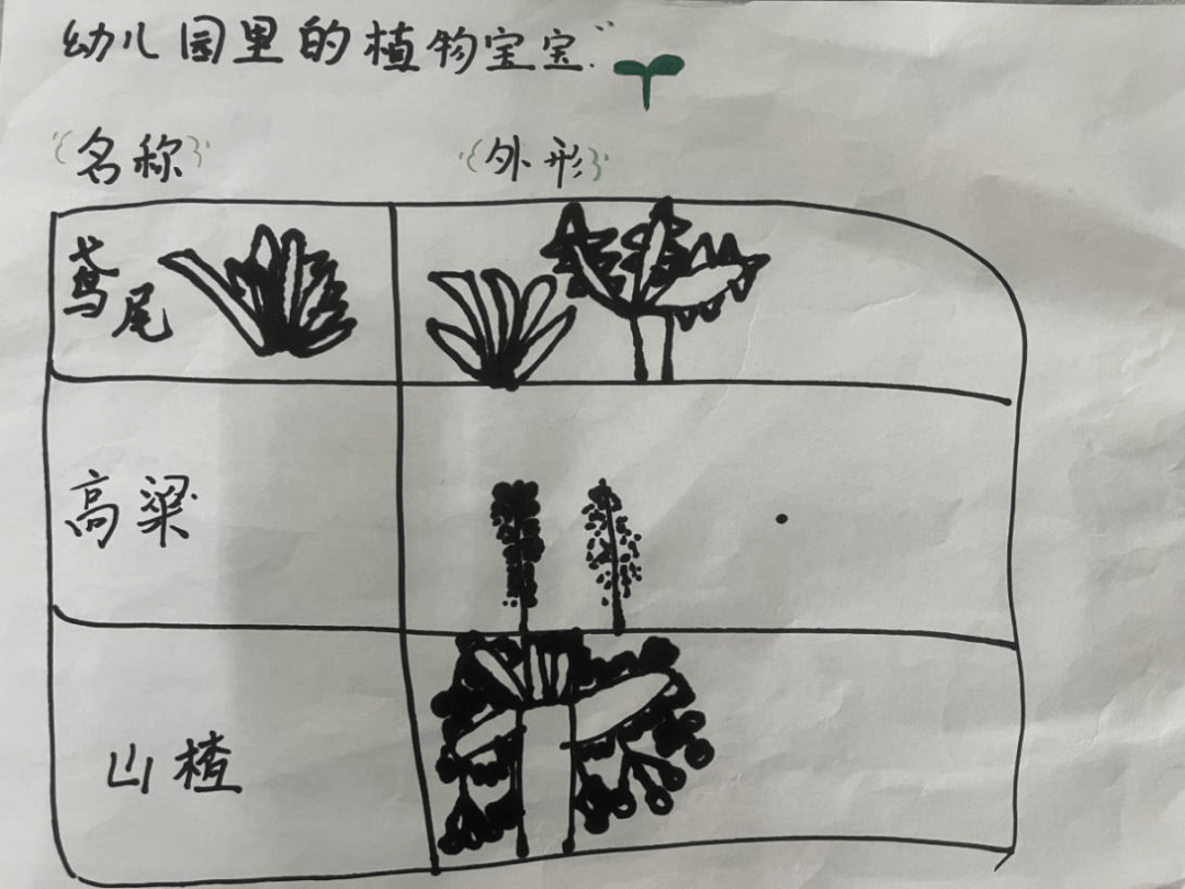 植物妈妈有办法——南乐县第一幼儿园班本课程活动(四)