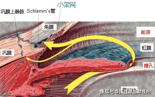 睫脊反射图片