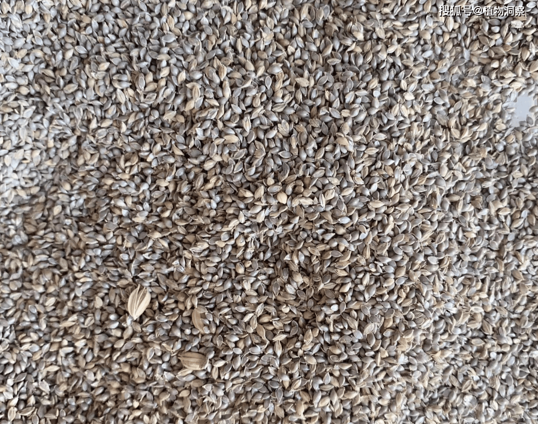 稗子,一种长得酷似水稻的植物!