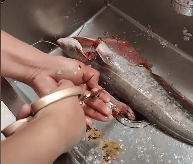 江西男子处理大鲶鱼,从鱼肚掏出大量铅头钩,网友:鱼犯了天条?