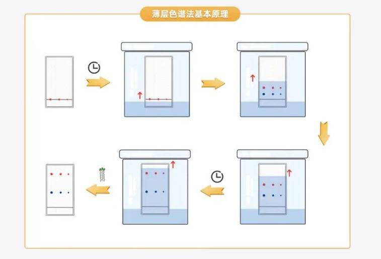 薄层色谱图怎么画图片