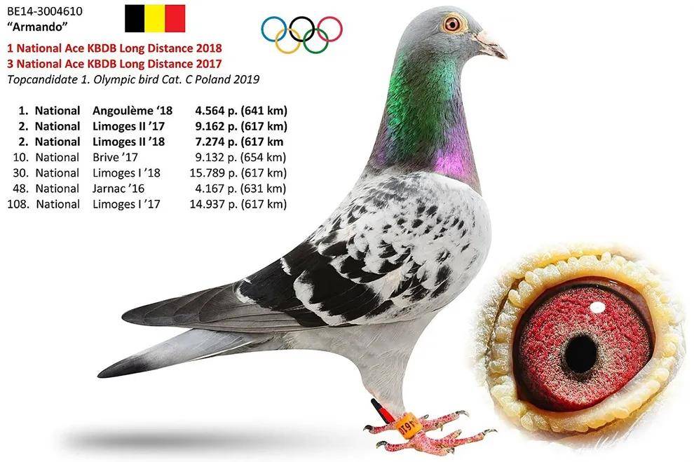 鸽王阿曼多:从赛场冠军到拍卖1000万人民币