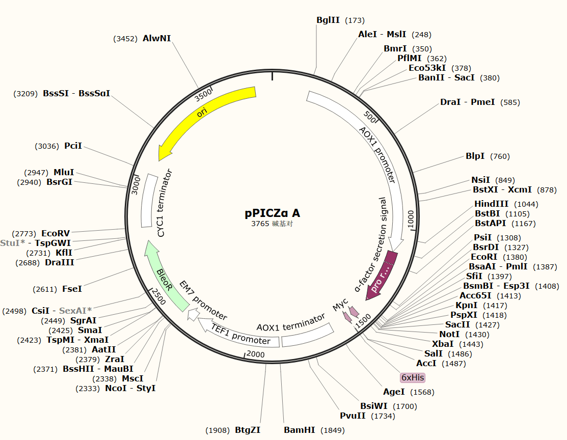 原核表达载体和真核表达系统及其载体