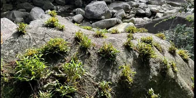 铁皮石斛种植园在哪里