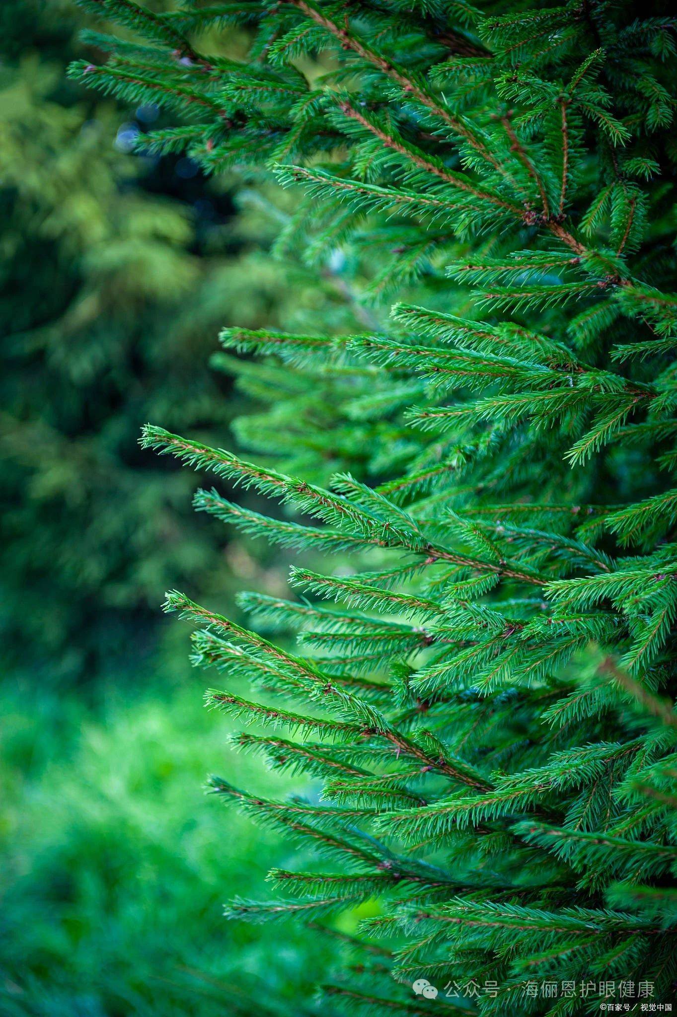 「海俪恩护眼科技」分享壁纸| 干净护眼的绿色系手机壁纸