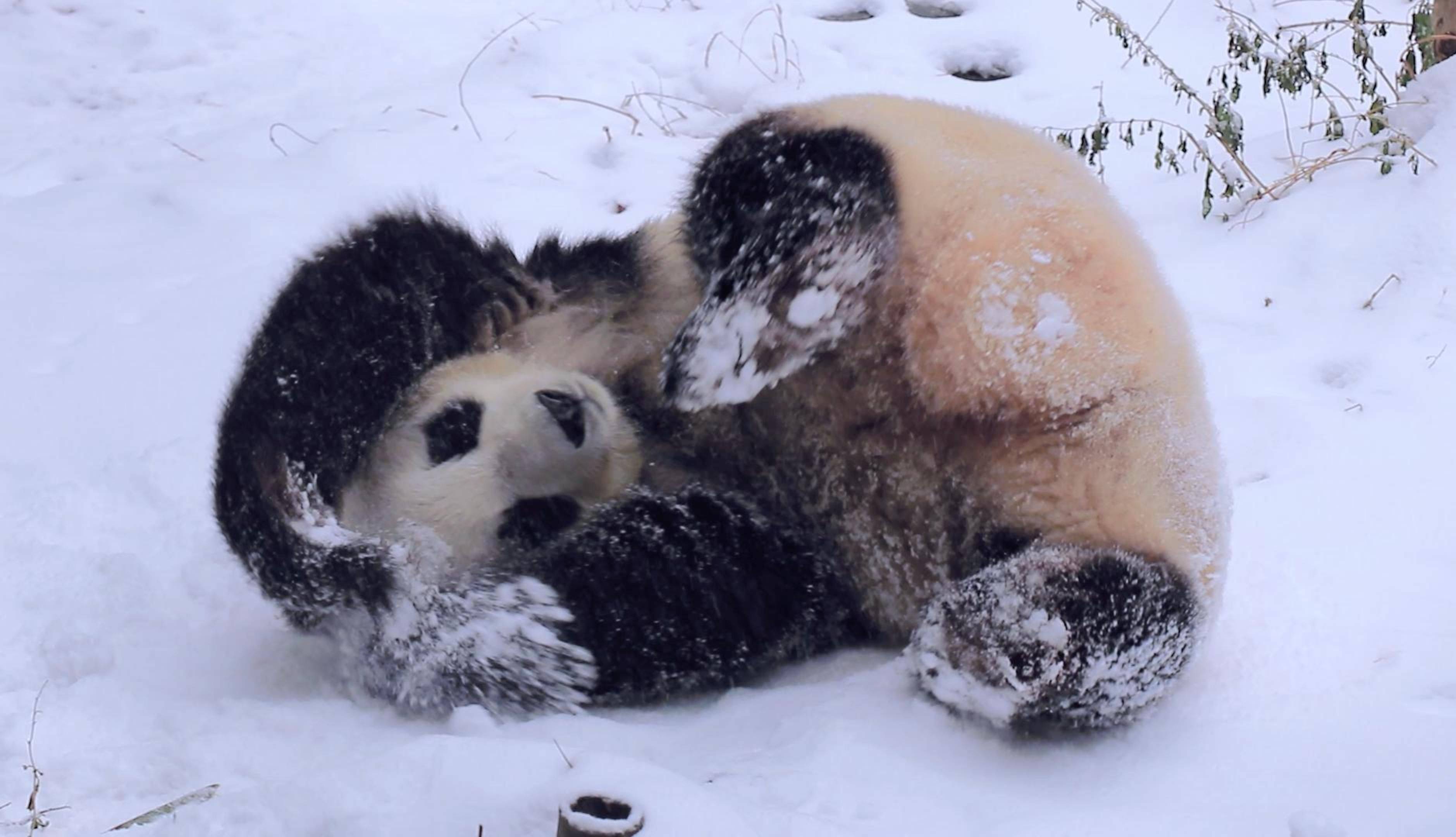 国宝大熊猫玩雪图片