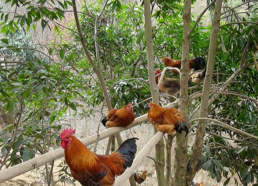 致富养殖什么最赚钱(养殖致富网500元投资)