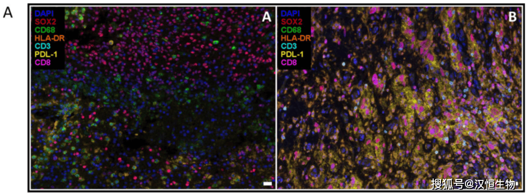 细胞功能实验篇-免疫荧光实验_抗原_样品_组织