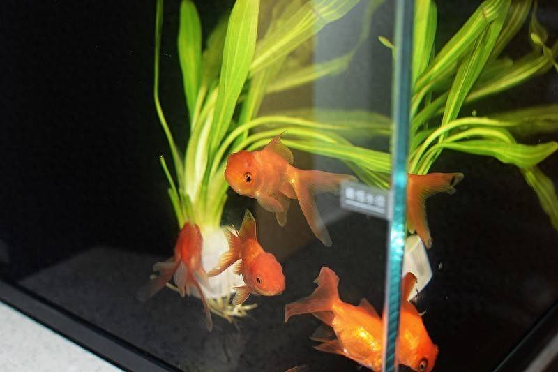 当贝智能鱼缸 1 Ultra 现代科技与自然生态的完美融合