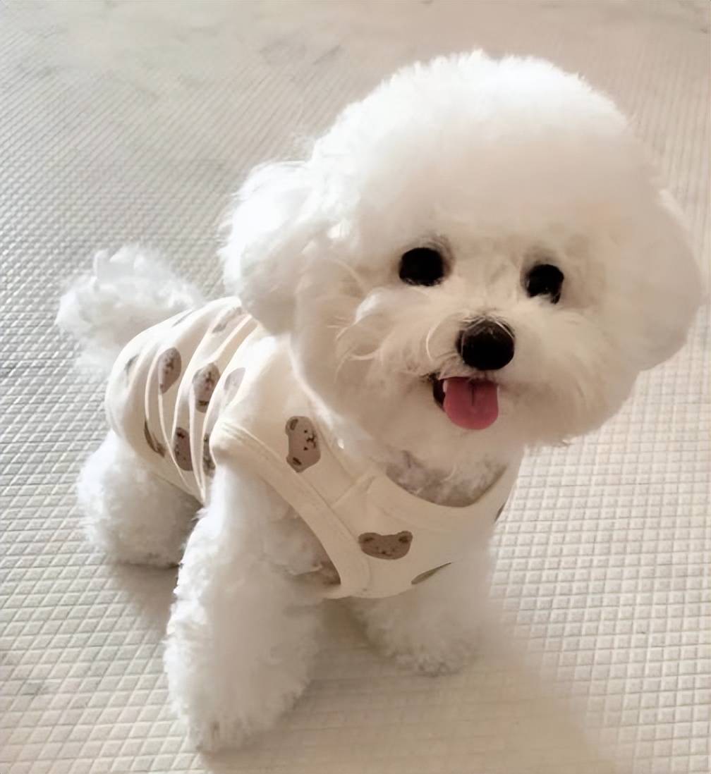 第一次养狗的话,还是养这5种狗比较好!性格温和又粘人!