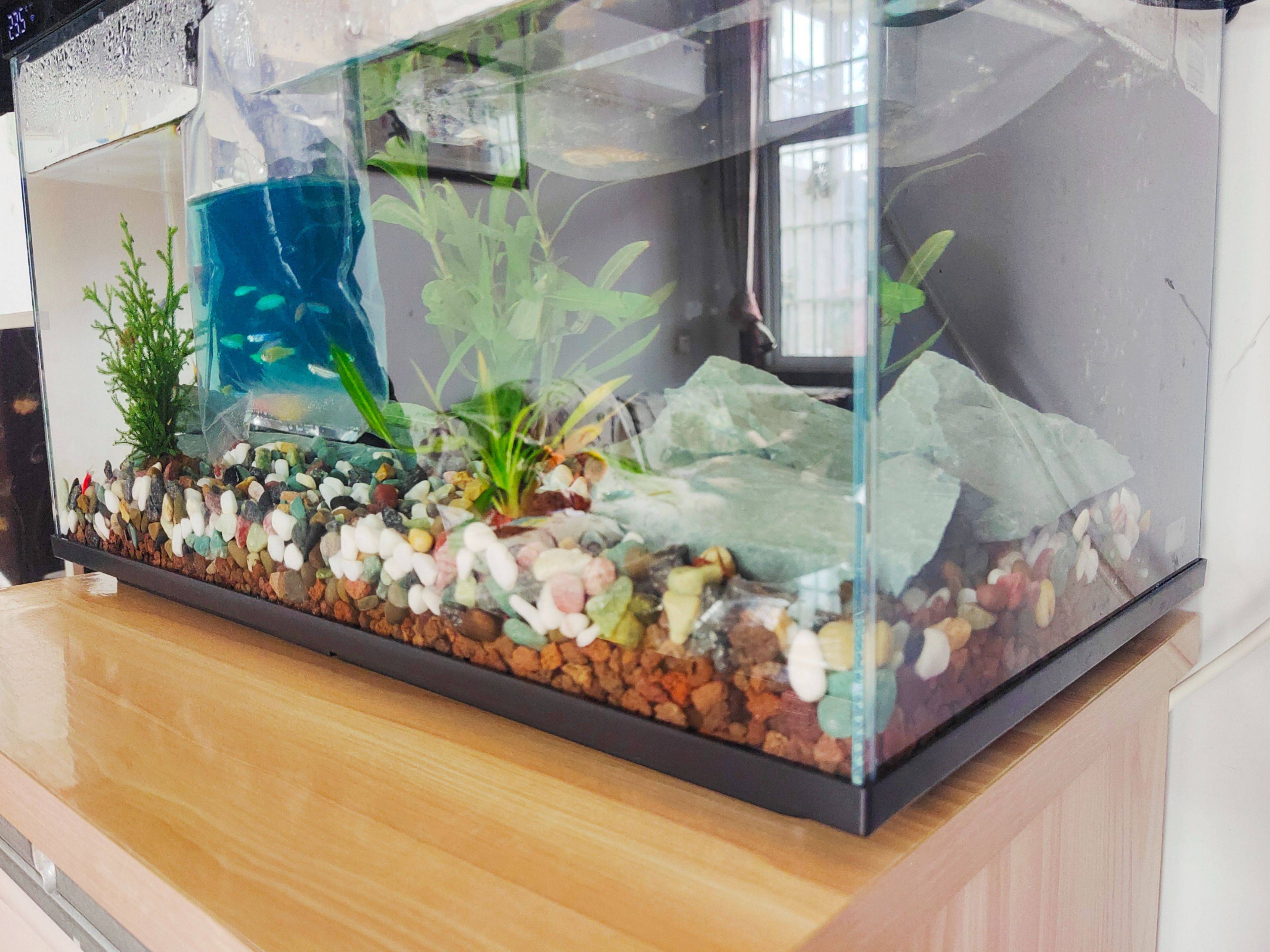 当贝智能鱼缸教你正确养鱼,一键搞定水流和投喂,养鱼如“摸鱼”一样轻松简单