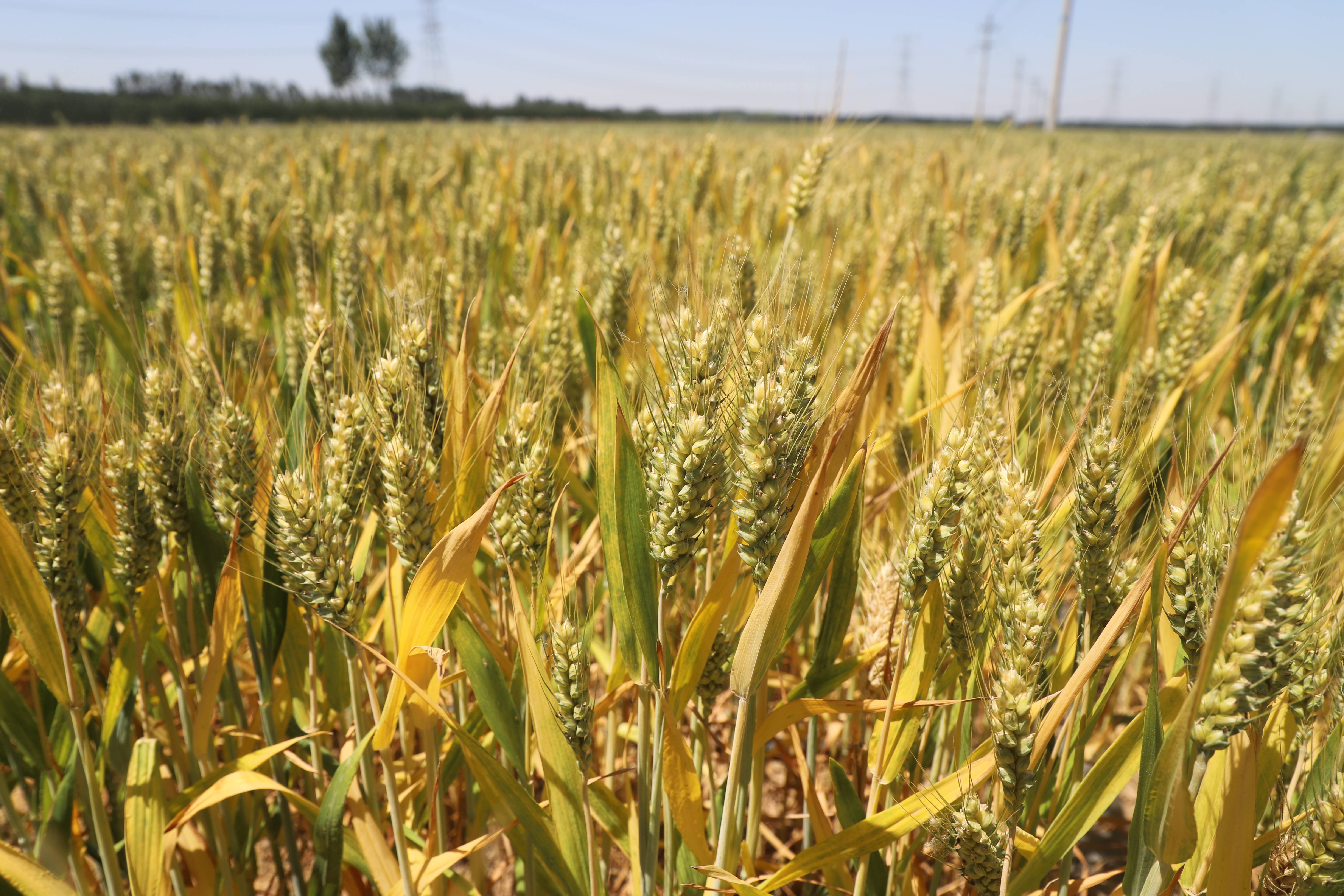 明明东北比华北更冷,为什么东北能种水稻,华北却种不了?