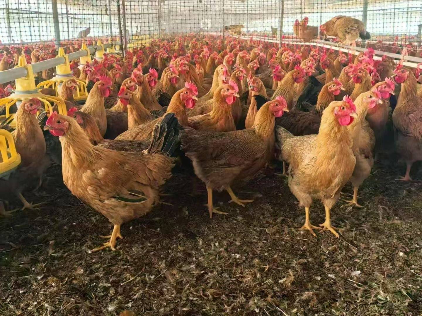 加盟养鸡场(养鸡加盟公司)