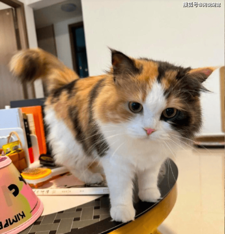 为什么说三花猫是猫界女神？猫界“刘亦菲”是否属实？_搜狐网