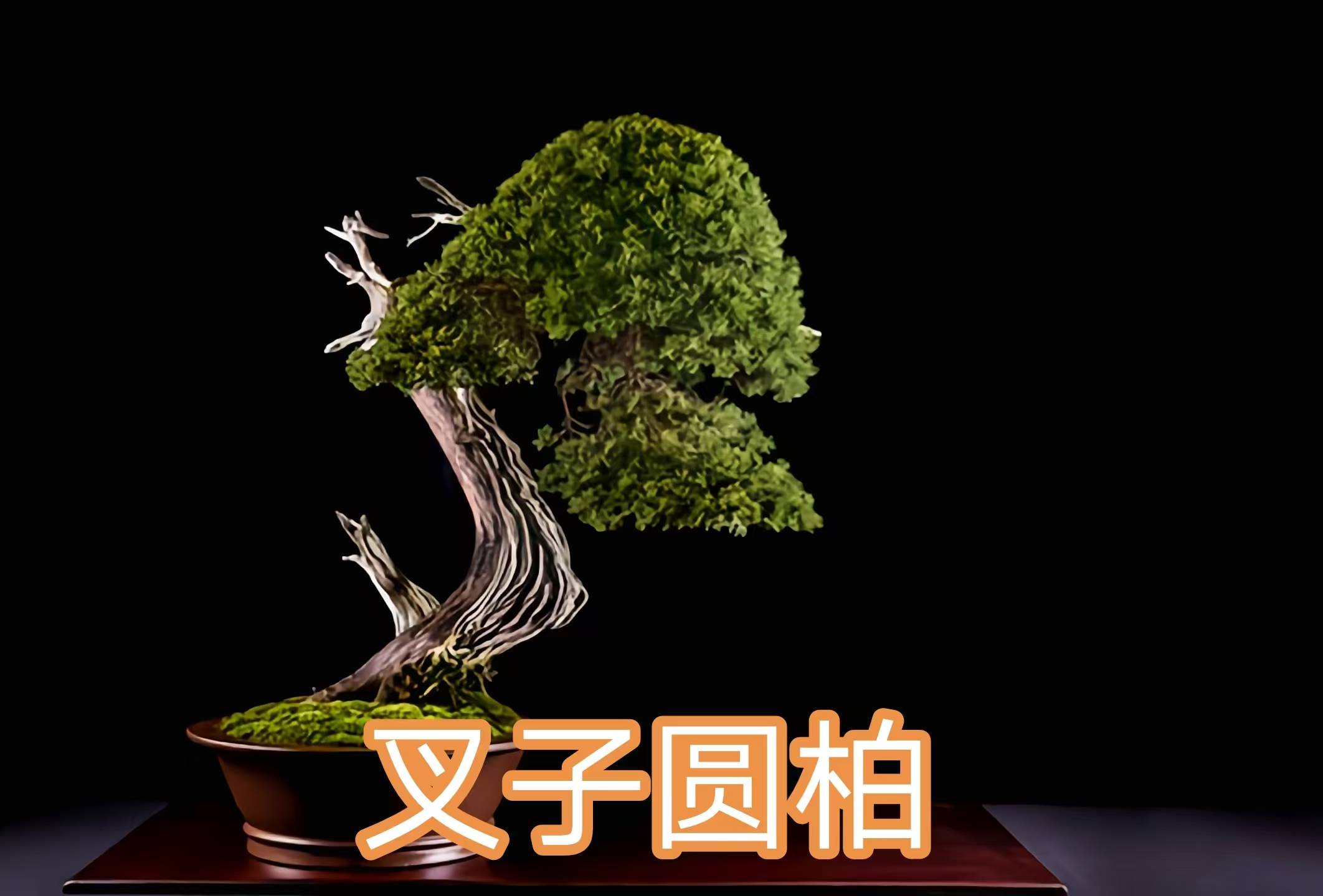 68种柏科植物,园林栽培的常用树种_柏木_高达_中国
