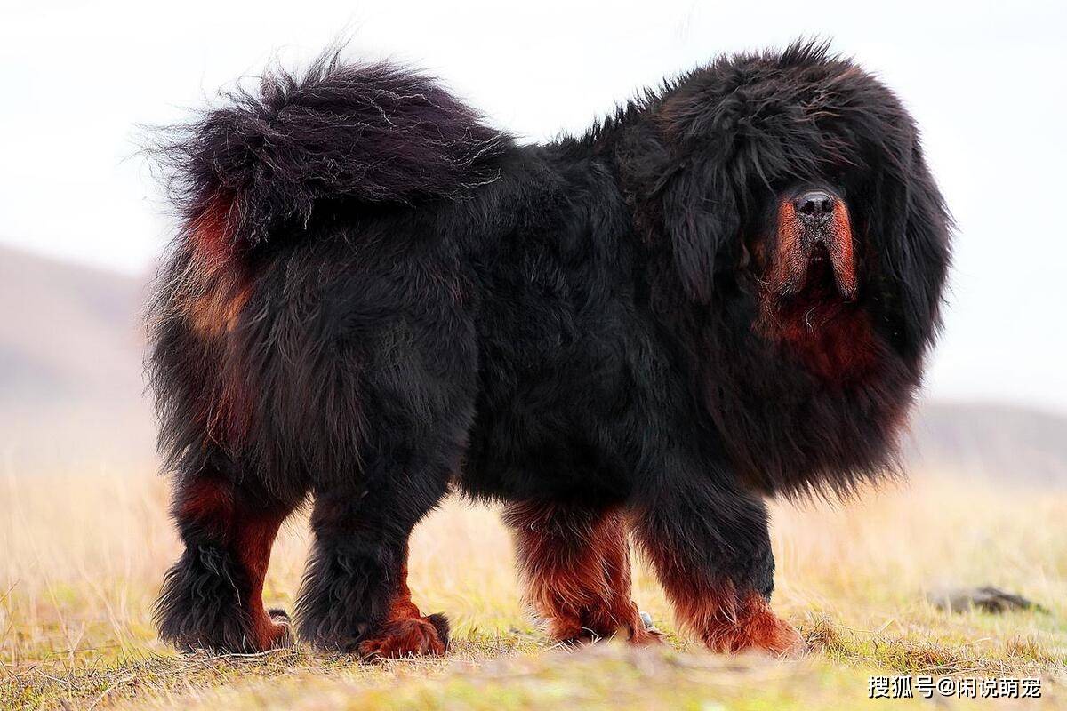 最凶猛的十大恶犬，个个性情凶狠，谁才是犬界霸主！_搜狐网, image size:1200x800