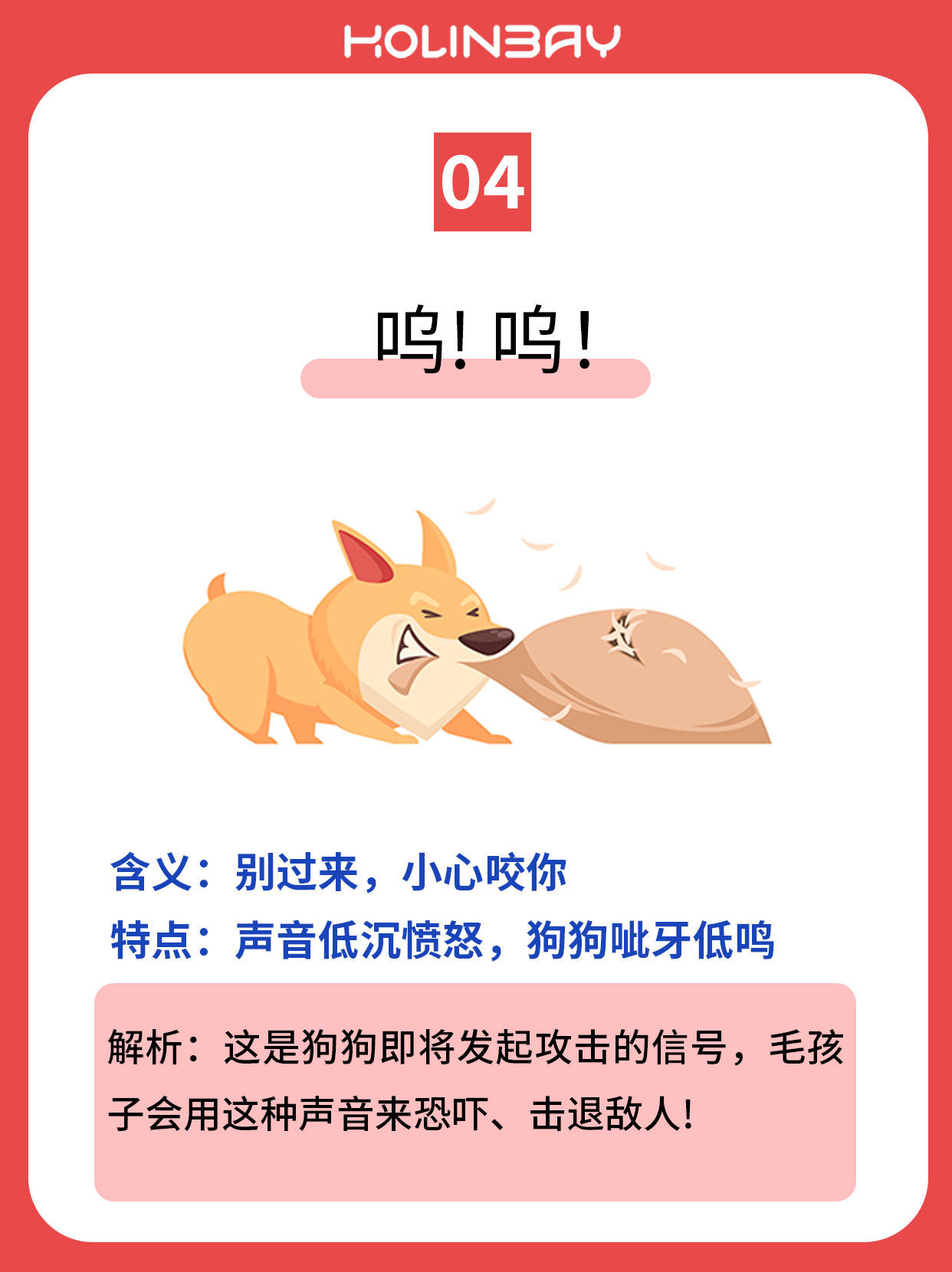 红绫大白丨狗狗叫声大揭密!最全汪星人语言解析