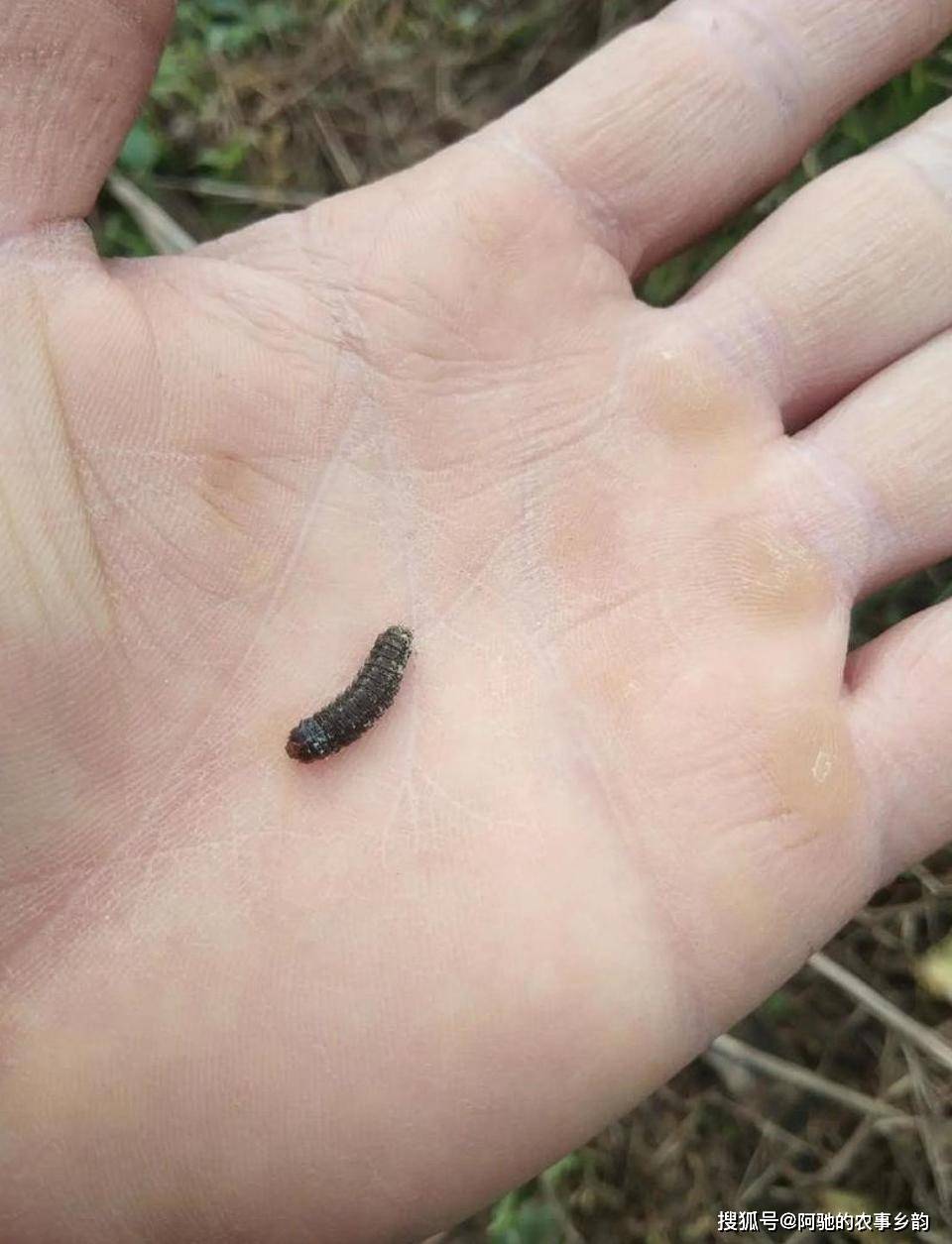 三农资讯:农民最讨厌的虫害:地老虎,套种一样作物就能解决,方便高效