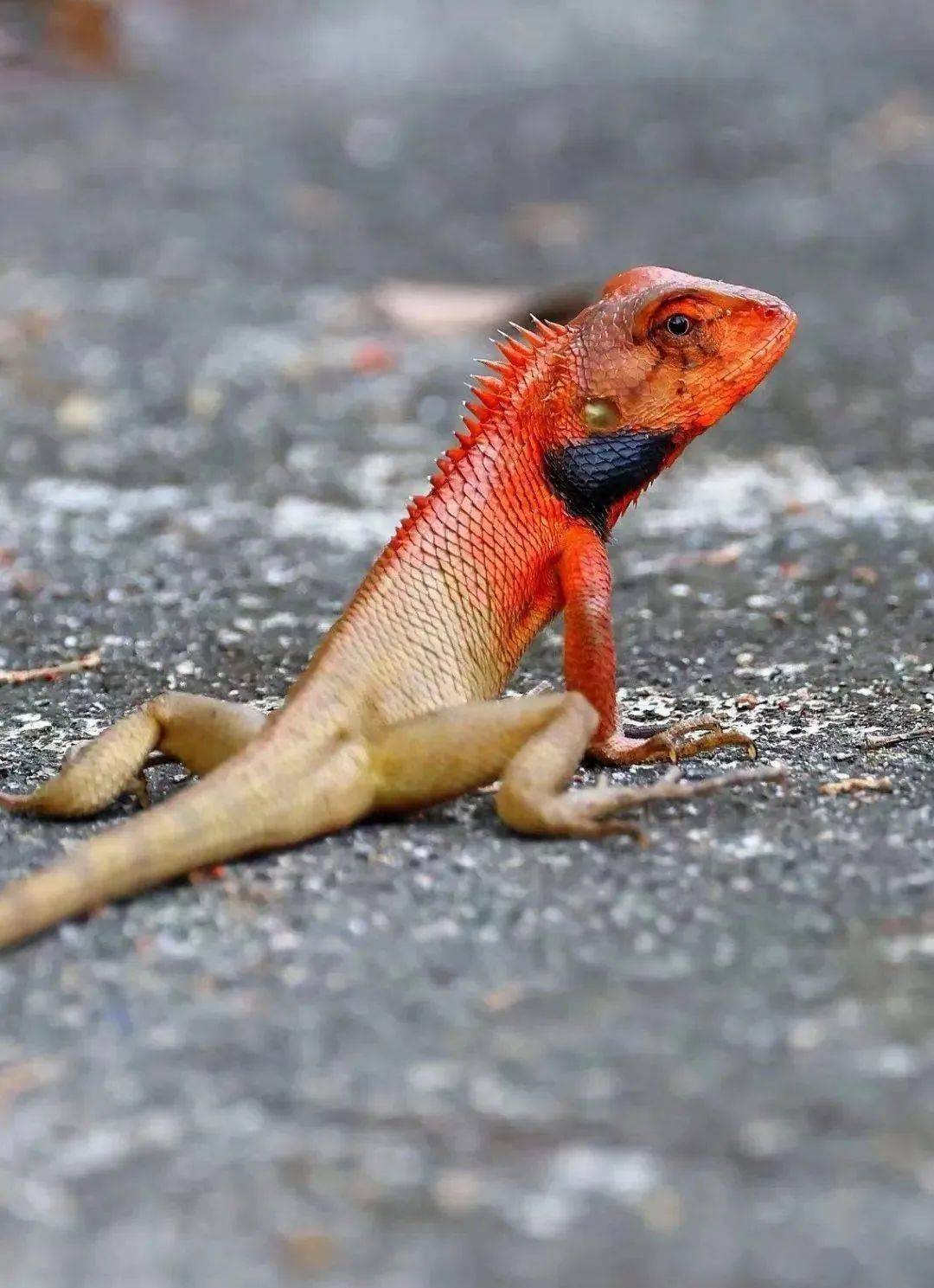 种树蜥,饥饿时咬断自己尾巴,再一口一口将其吞入腹中