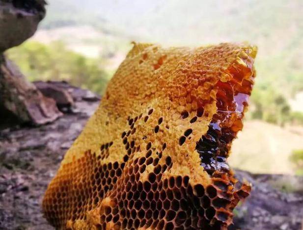 洋葱和蜂蜜一块吃(洋葱和蜂蜜在一起吃会有什么反应)