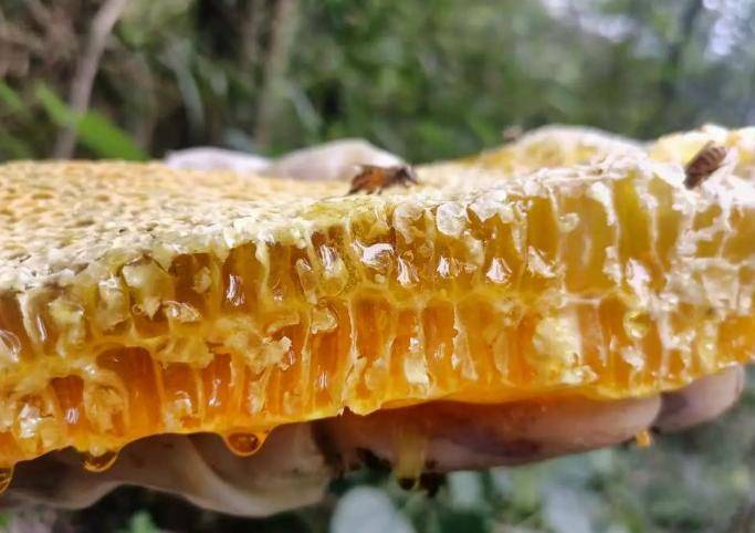 洋葱跟蜂蜜能一起吃吗?(洋葱和蜂蜜能不能一块儿吃)