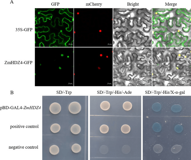 转录因子，转录因子英文