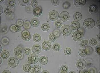 加州鲈车轮虫别再杀了,药残问题正在严查