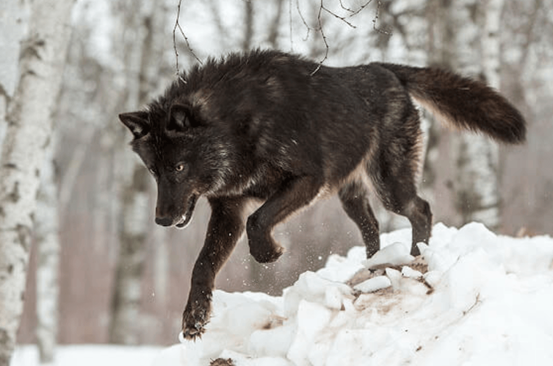 波兰出现两只罕见黑狼,比黑虎还稀有,比黑豹更凶猛