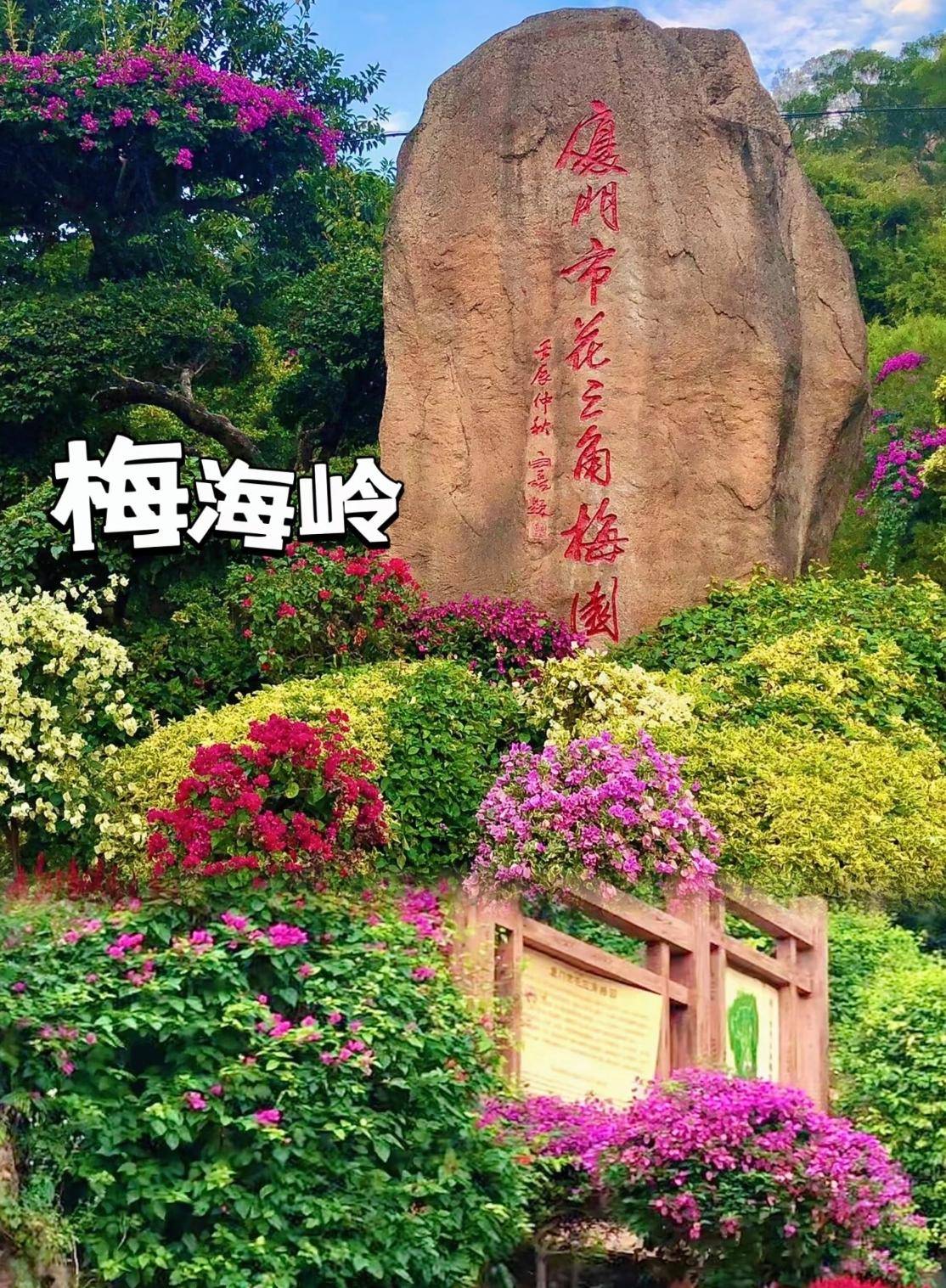 厦门梅海岭花海漫谷四季如春共栽三角梅1万多株50多个品种