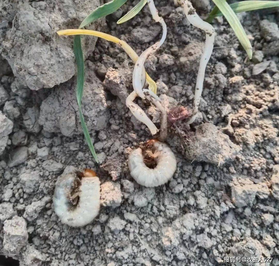 农业种植地老虎蒜蛆地下害虫提防藏在地下的减产黑手