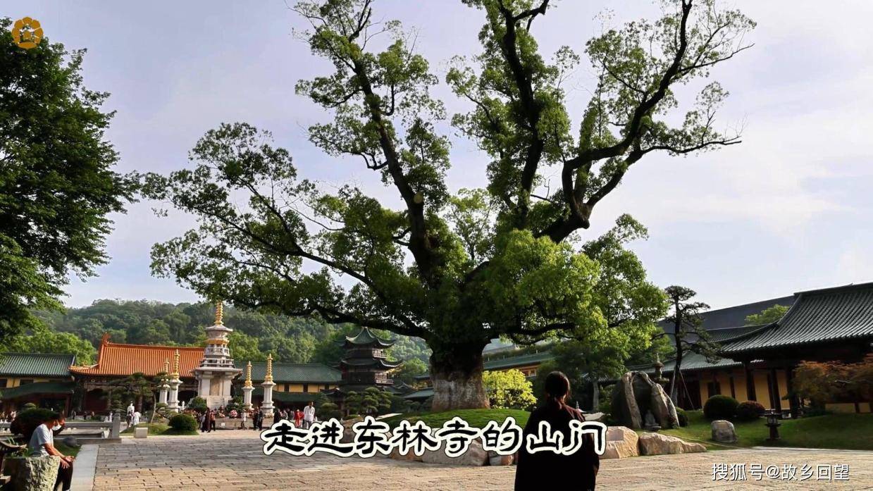 在庐山东林寺,有四颗高龄古树,三樟一松,它们是大自然的瑰宝,更是历史的见证者。