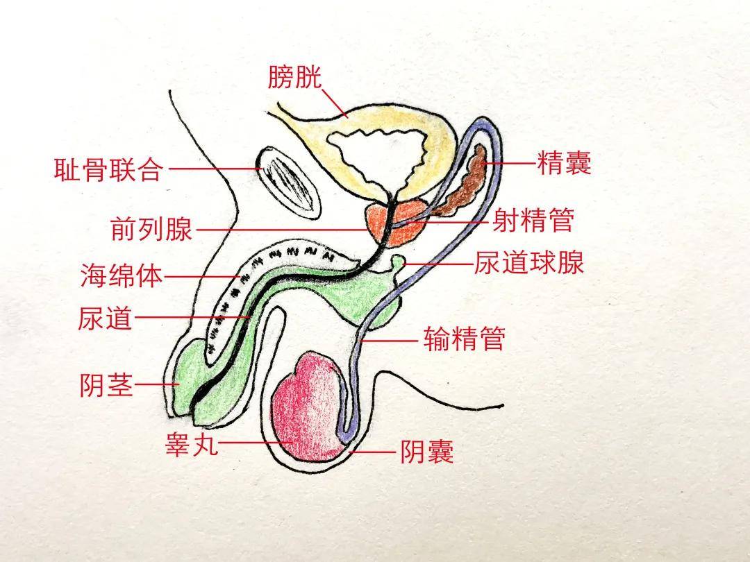 学习分享369前列腺钙化灶是怎么发生的