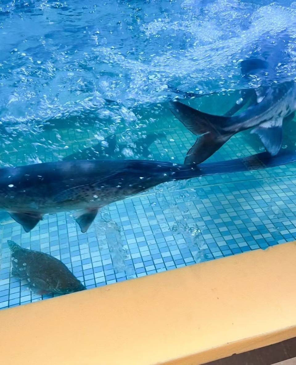 与恐龙同时代的鸭嘴鱼，配上贵州酸汤火锅，简直绝了！（鸭嘴鱼的多种做法大全窍门）