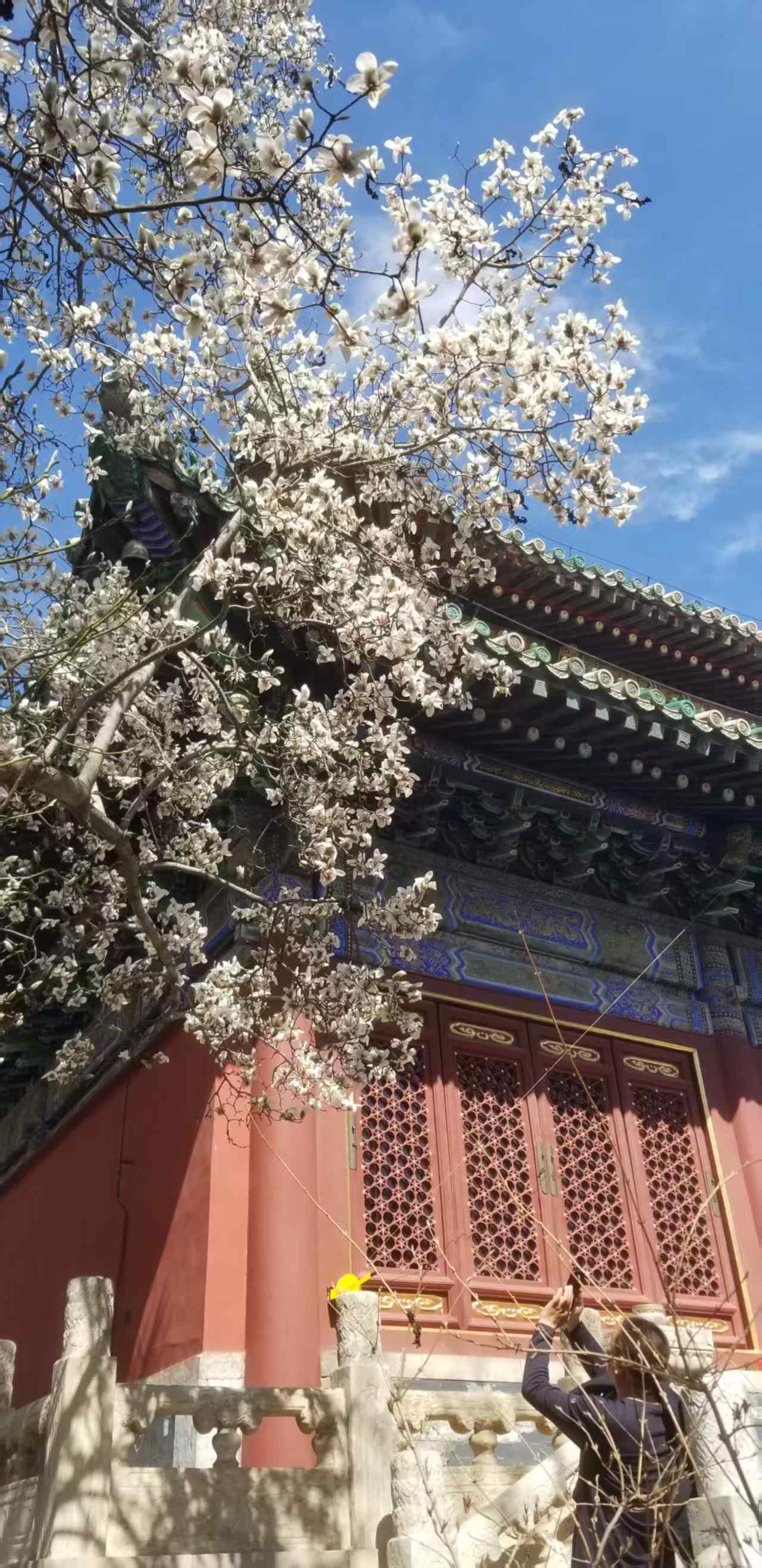 潭柘寺二乔玉兰,京城最古老也是最美的玉兰,最佳观赏期本周末至下周初