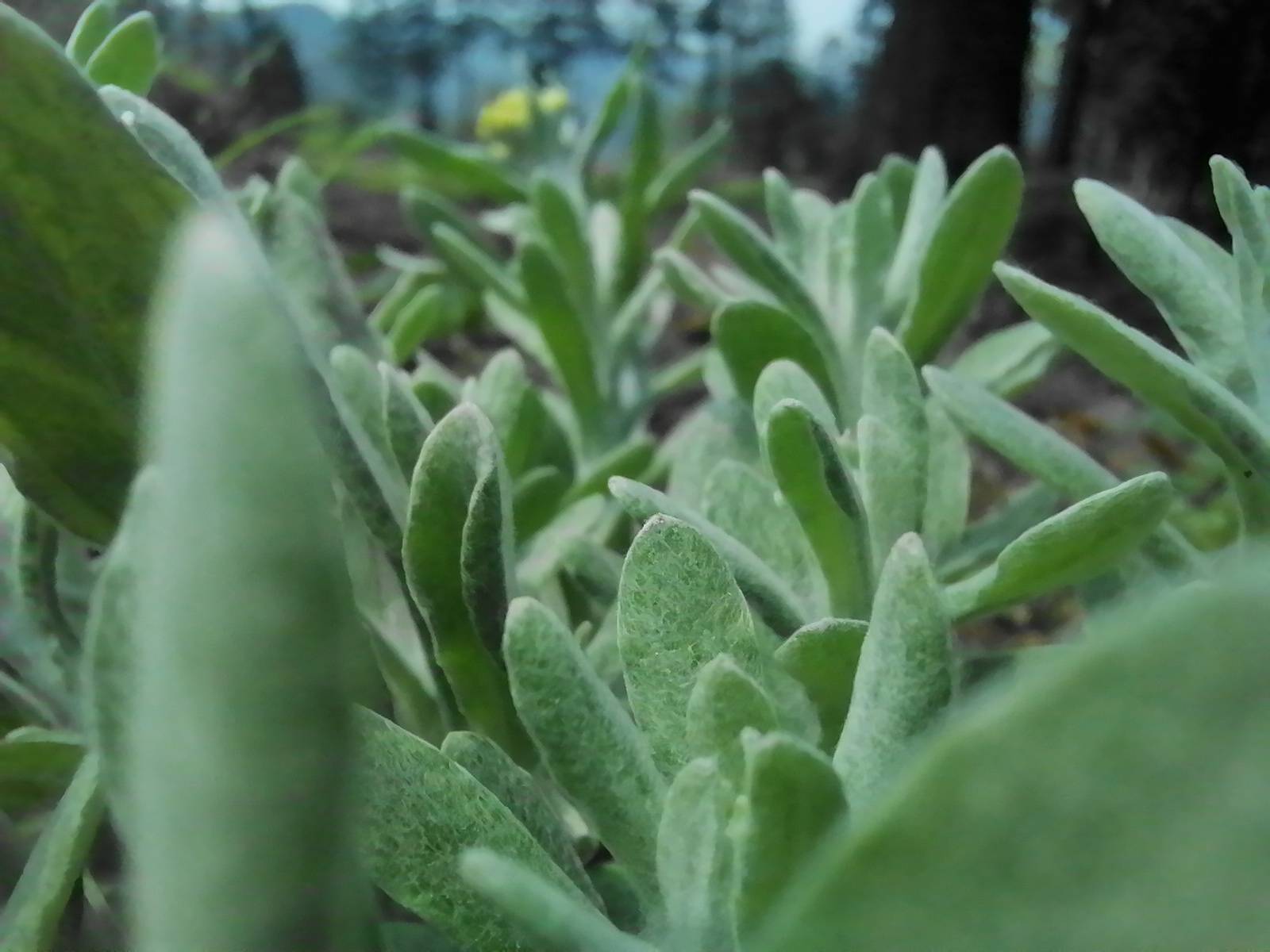 ​清明时节上春山 贵州这些野菜你认识几种?