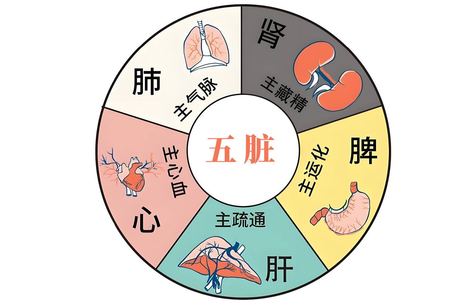 为什么说:春季养肝病不沾?劲松中西医结合医院中医专家