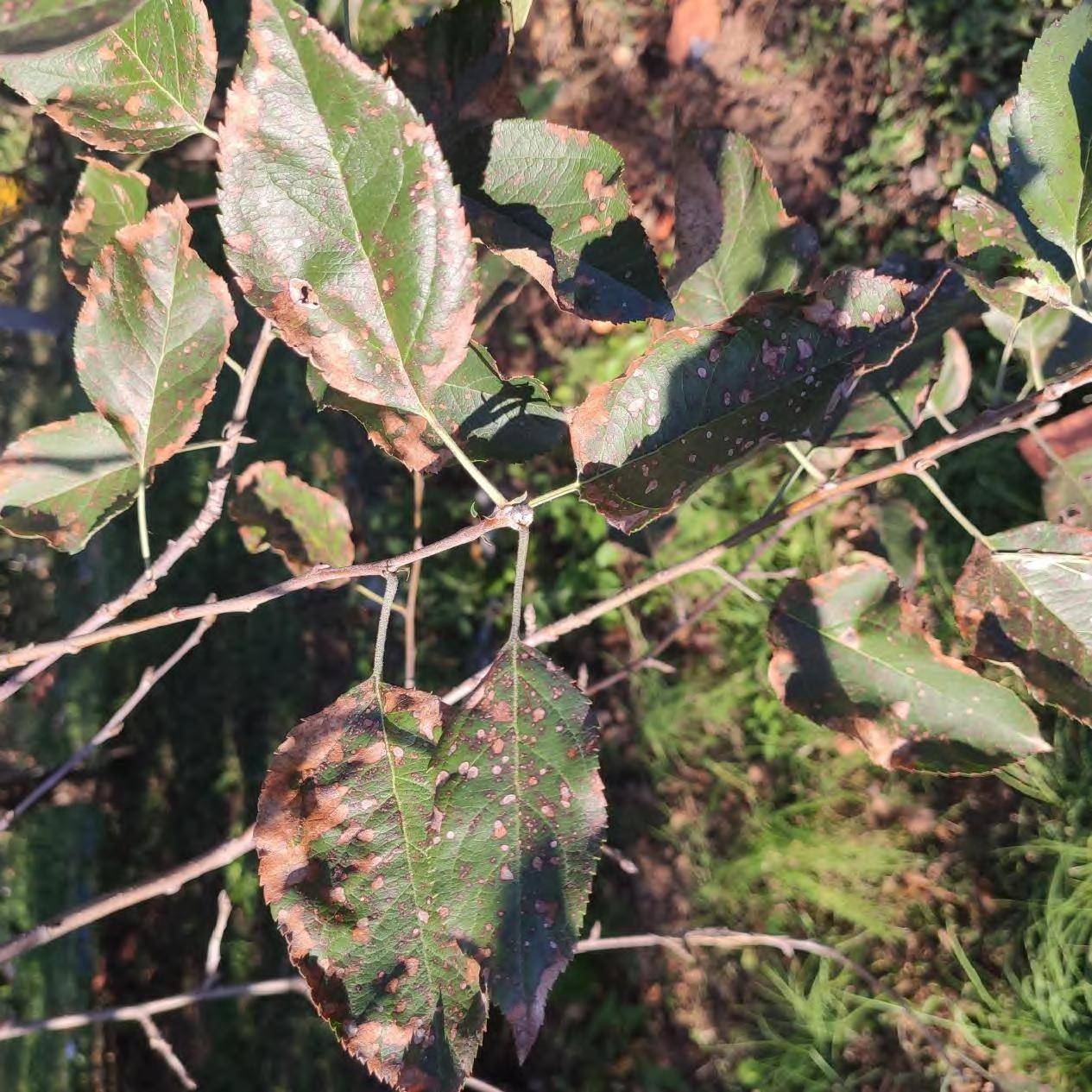 探讨苹果斑点落叶病的成因及有效防治措施