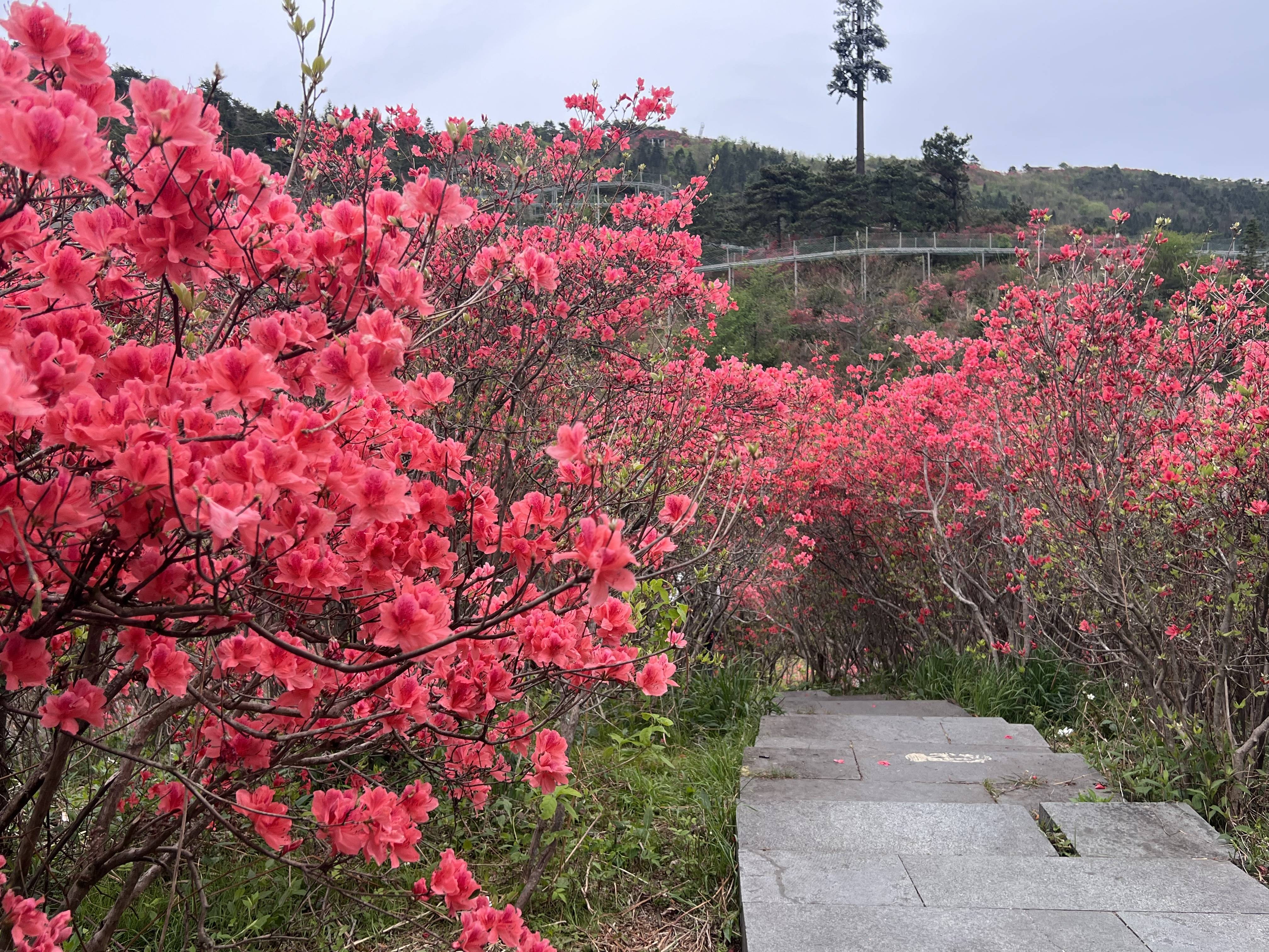 杜鹃花开季 高姥山迎客来