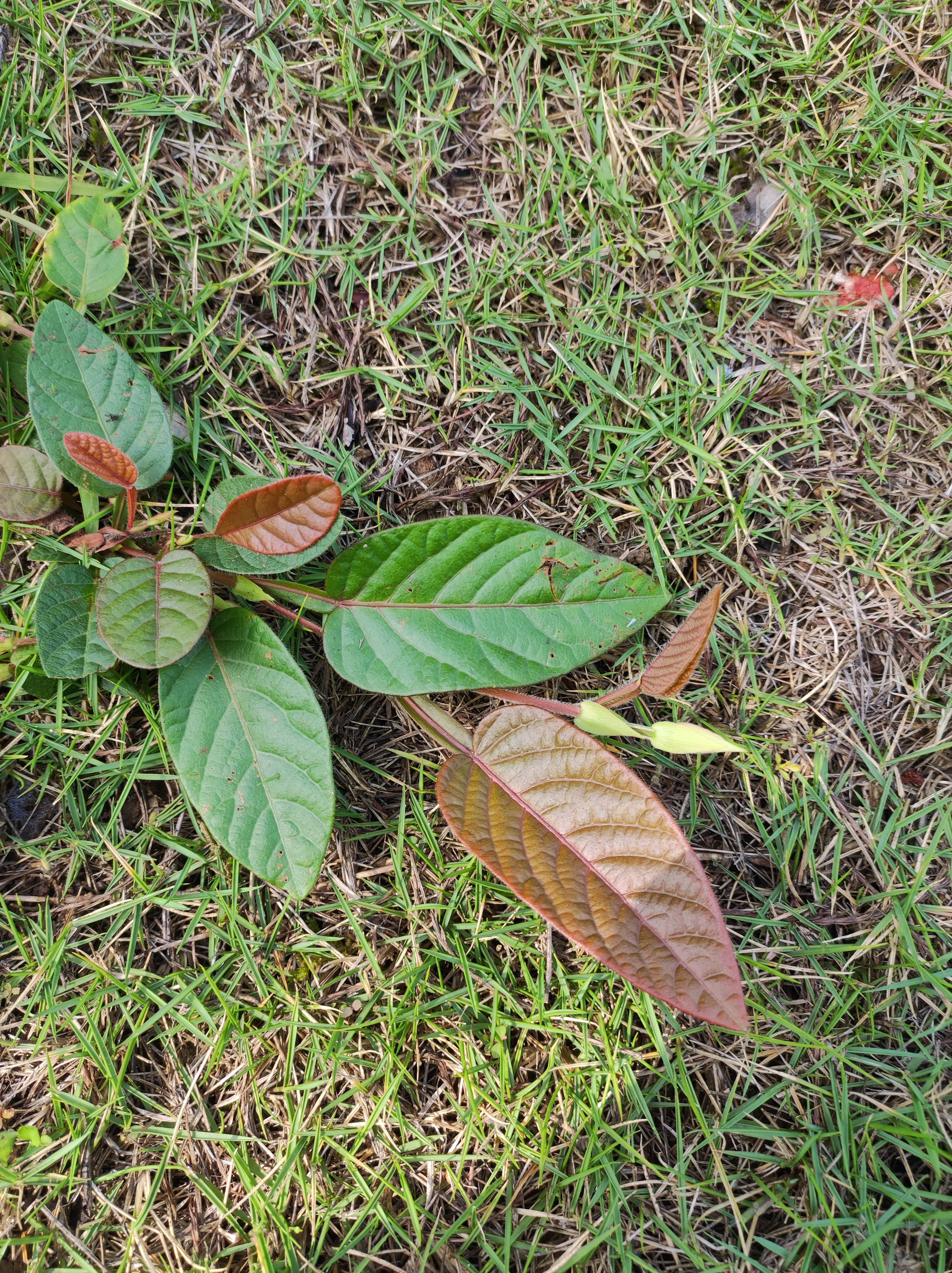 你知道葫芦茶吗?你那边还有它吗?