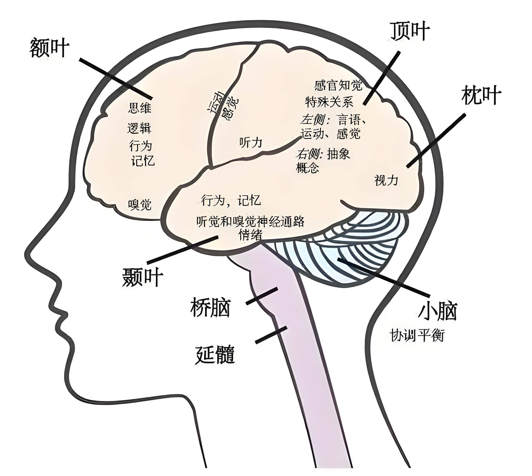 孩子一生有4次大脑发育的高峰期,如果都抓住了,娃的智商了不得