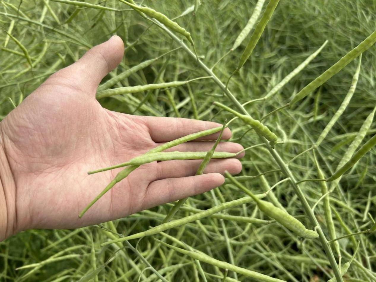 分枝多!角果多!"靠得住"油菜高产肥太好用了