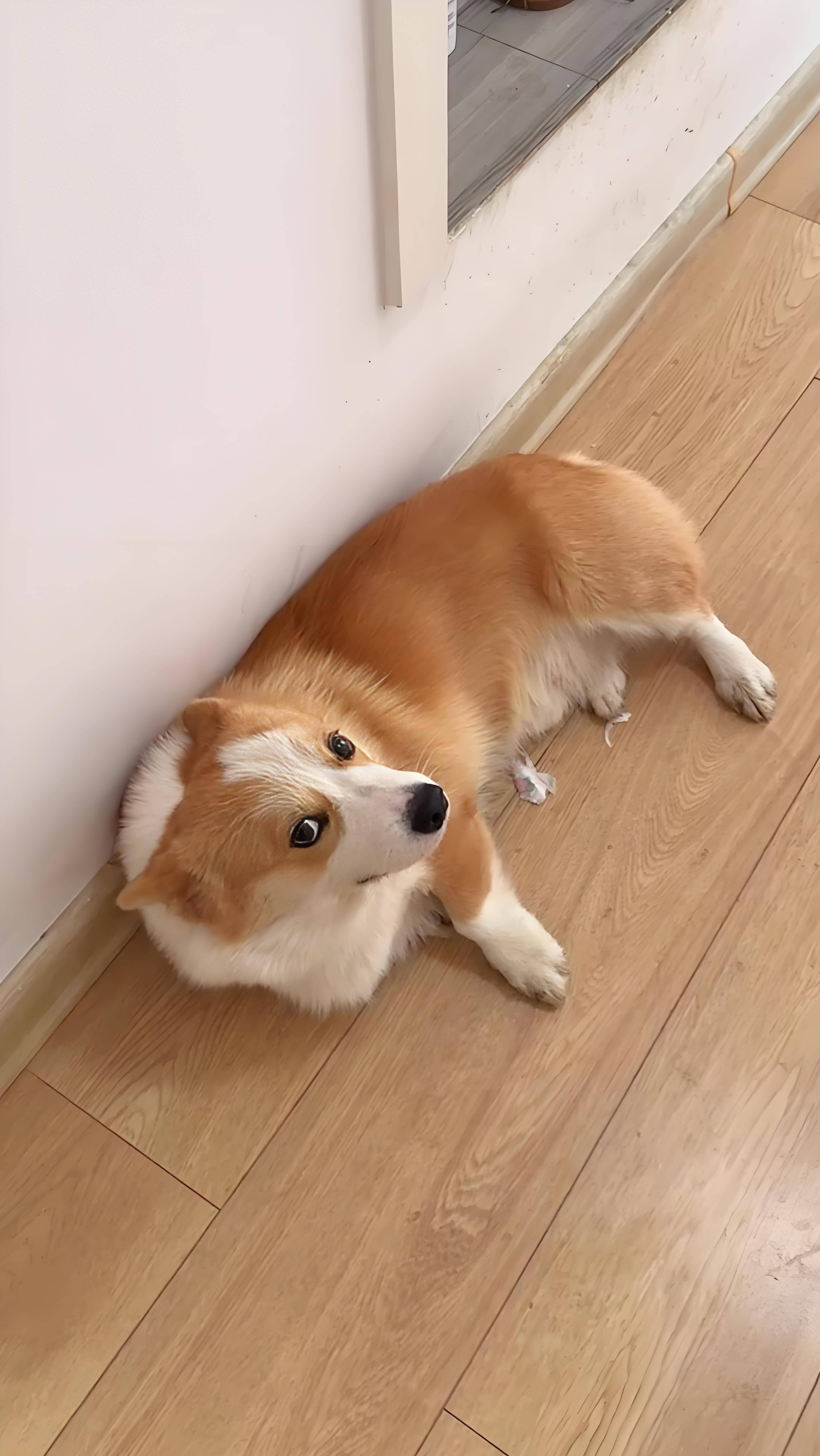 柯基狗粮有什么推荐?