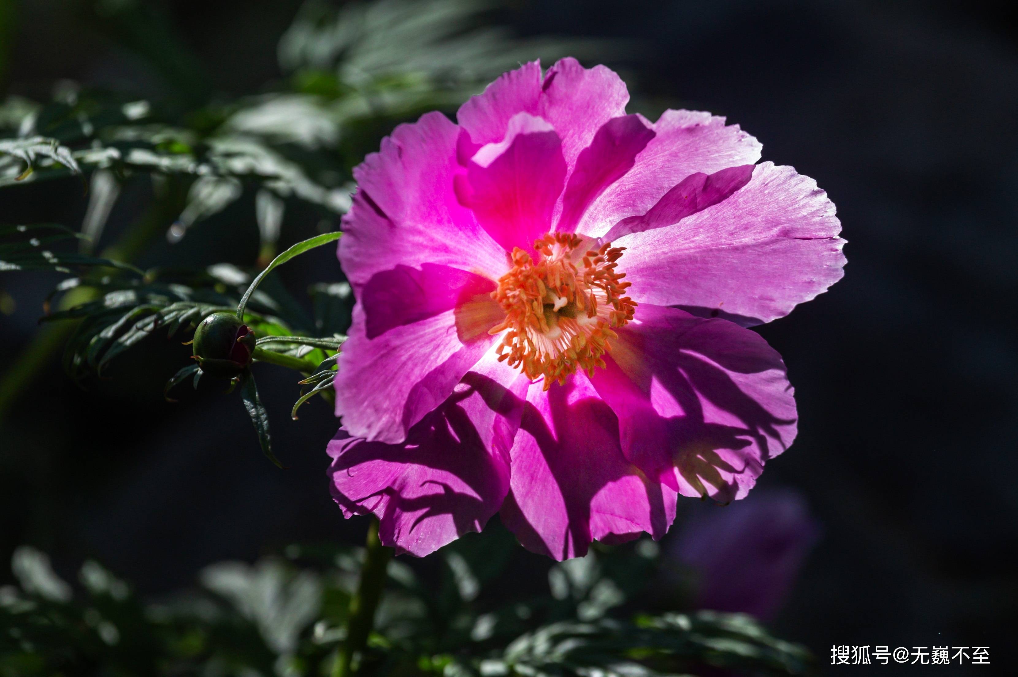 端午游川西:阿坝小金觅幽境 邛崃山中羊角花