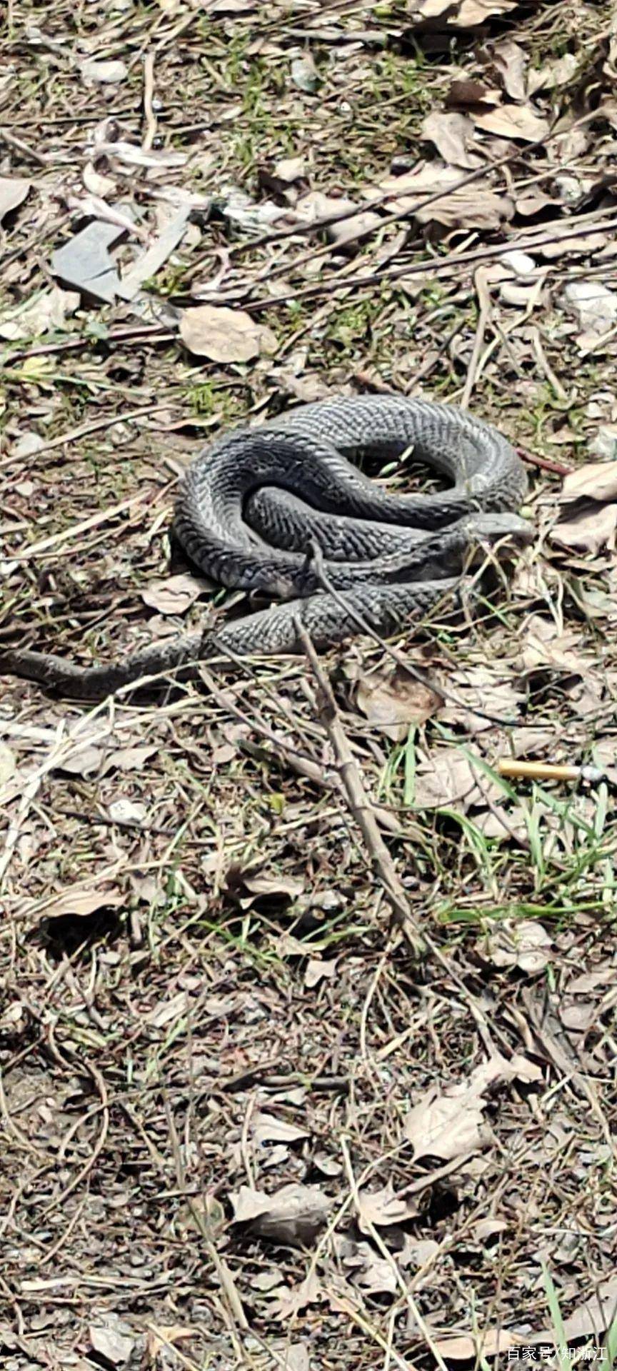 蛇为什么要放生,不怕咬到人嘛为什么在线