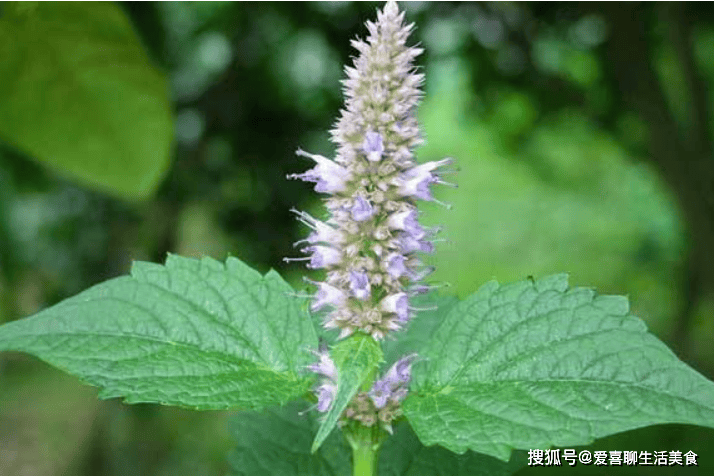 我需要在阳光下吃这道菜。