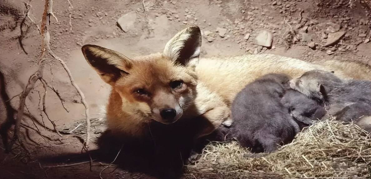 狐狸为什么站不起来 狐狸为什么站不起来