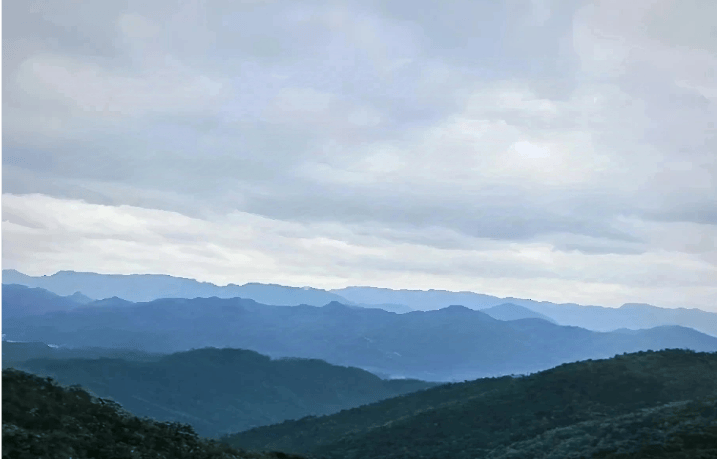 林间茶，云上梦：一片小叶野茶的有机之路与乡土之志__林间茶，云上梦：一片小叶野茶的有机之路与乡土之志